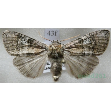 Tethea ocularis (Linnaeus, 1767) Falica oczenica Czech43f